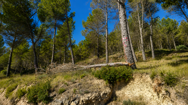 Limpieza monte