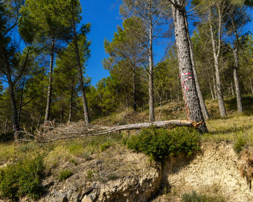 Limpieza monte